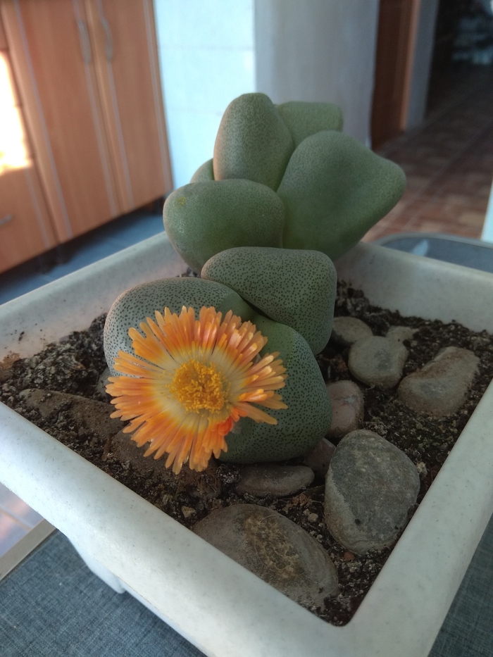 �������� ������