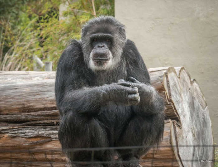 В зоопарке Сан-Франциско умер старейший шимпанзе США Шимпанзе, Приматы, Зоопарк, Сан-франциско, США, Смерть, Старость, Печаль, Негатив, Животные, Дикие животные