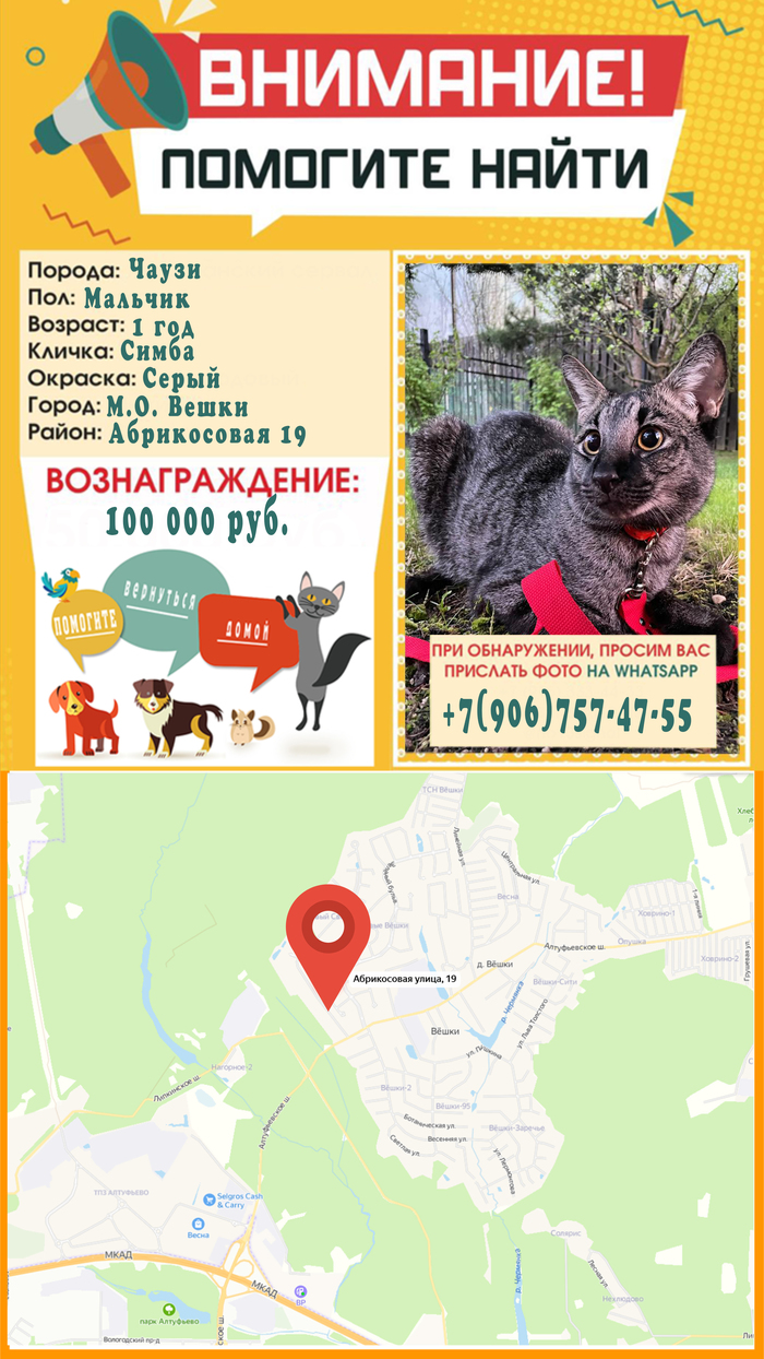 Вёшки пропал кот с наградой в 100 000 руб