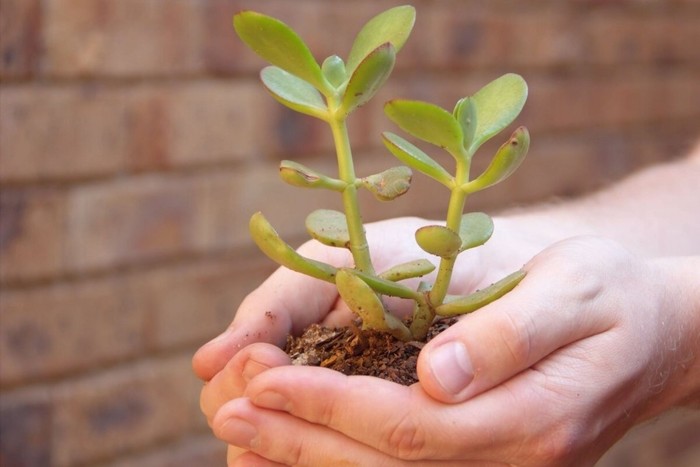 Strom peněz. Crassula. Crassula. Měkké tenké vrásčité listy. Proč chřadnou? Důvod Money tree, Crassula, Listy, Nemoc, Léčba, Co dělat, Proč?, Důvod, Sukulenty, Pokojové rostliny, Péče a údržba, Video, Dlouhý příspěvek