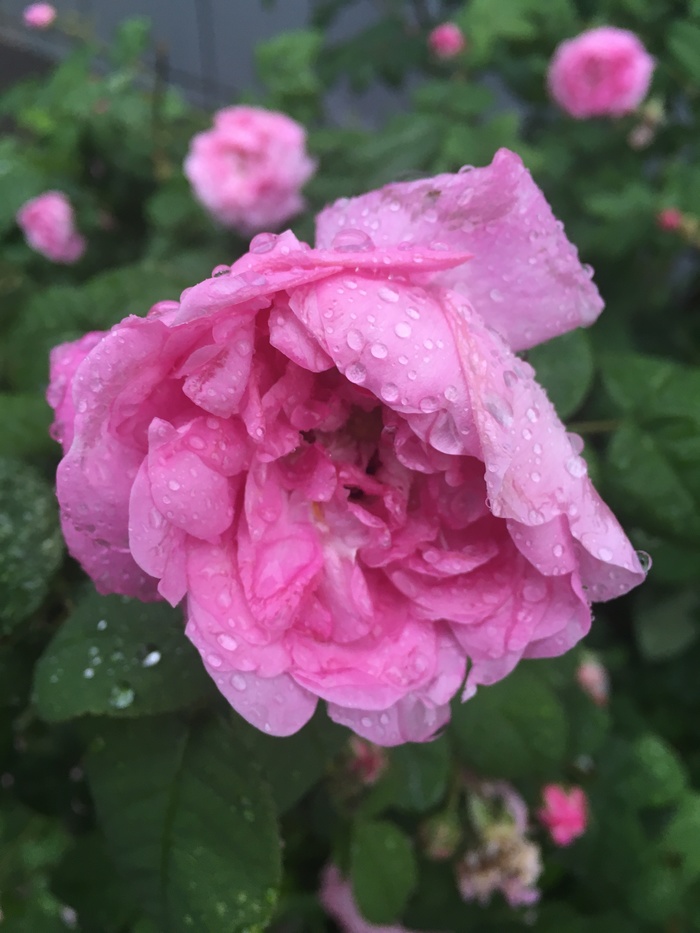   , , iPhone SE,   