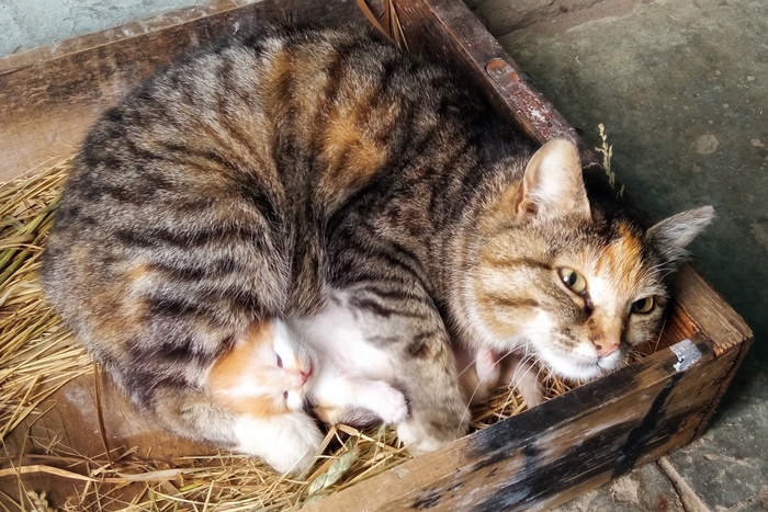 Аэродромная кошка