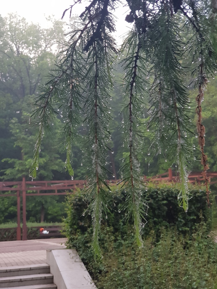 Капли на ветке