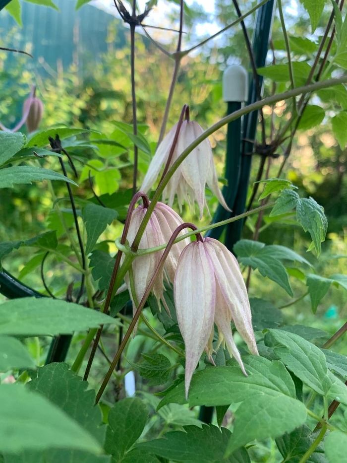 Княжики начинают цвести | Пикабу