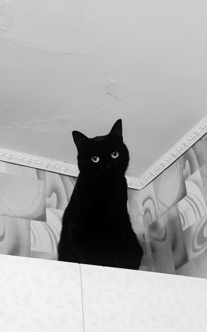 "Если долго вглядываться во тьму,то тьма начинает вглядываться в тебя" Кот, Тьма, Черный кот, Домашние животные