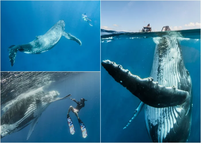 Аквалангист в США смог выжить после того, как его проглотил горбатый кит Кит, Аквалангист, Приключения, Истории из жизни, Длиннопост, Повтор, Горбатый кит Аквалангист в США смог выжить после того, как его проглотил горбатый кит Кит, Аквалангист, Приключения, Истории из жизни, Длиннопост, Повтор, Горбатый кит