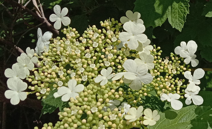 Калина, ещё не красная