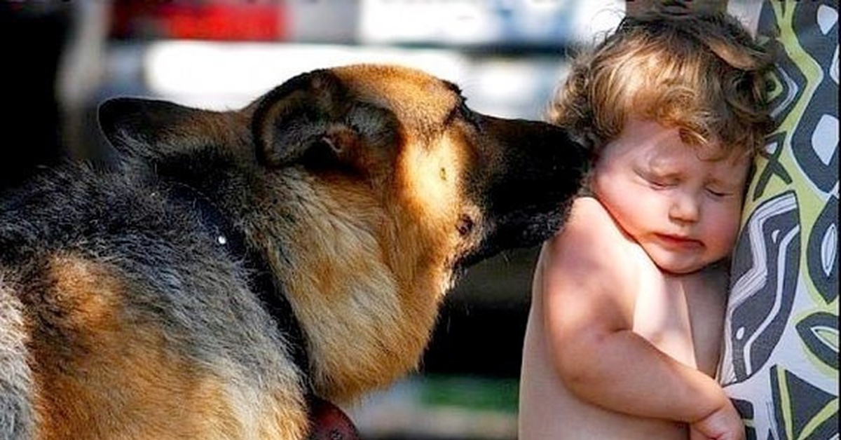 Собака хочет мальчика. Ребенок боится собак.