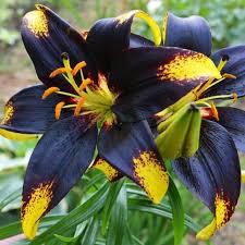 Ищу луковицы Lion Heart