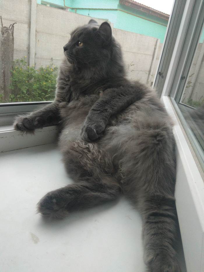 Сижу под окном...