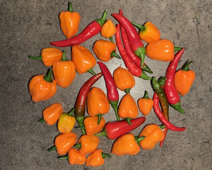 Что такое ghost pepper. Смотреть фото Что такое ghost pepper. Смотреть картинку Что такое ghost pepper. Картинка про Что такое ghost pepper. Фото Что такое ghost pepper