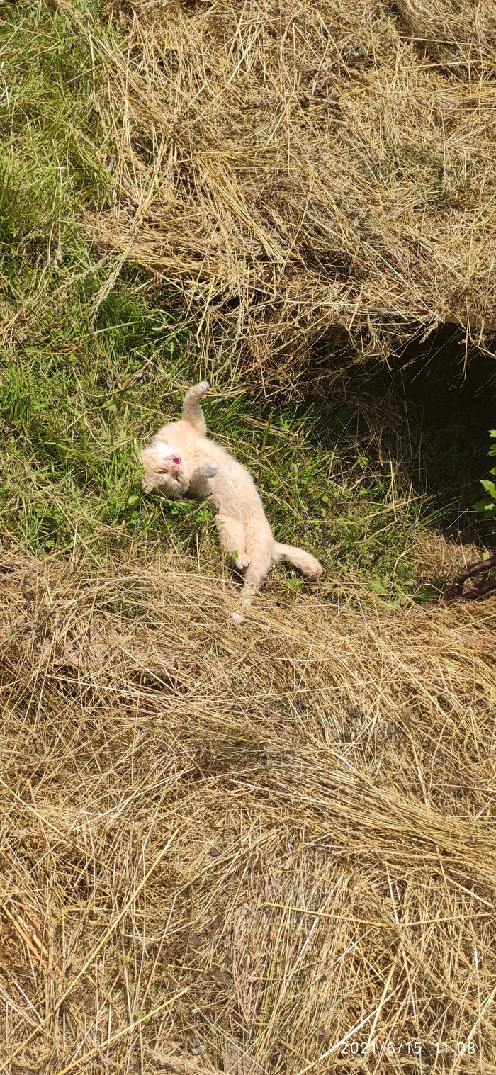 На сене | Пикабу