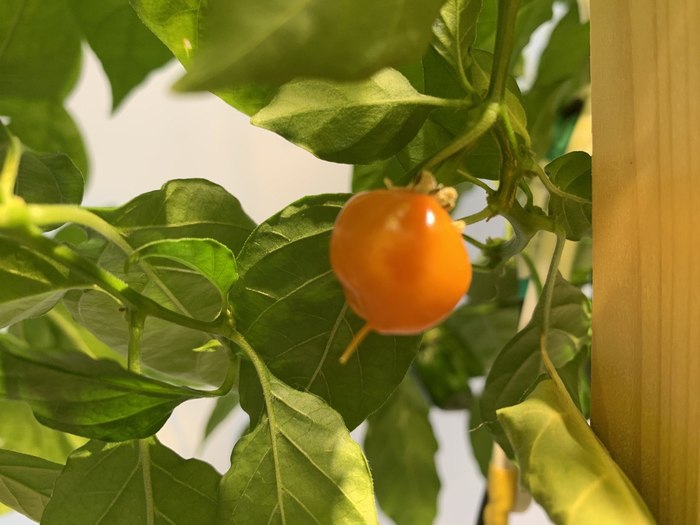 Что такое ghost pepper. Смотреть фото Что такое ghost pepper. Смотреть картинку Что такое ghost pepper. Картинка про Что такое ghost pepper. Фото Что такое ghost pepper
