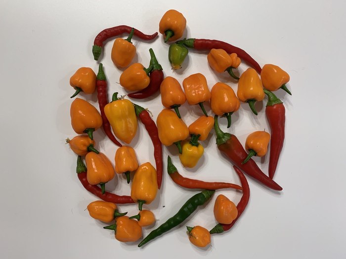 Что такое ghost pepper. Смотреть фото Что такое ghost pepper. Смотреть картинку Что такое ghost pepper. Картинка про Что такое ghost pepper. Фото Что такое ghost pepper