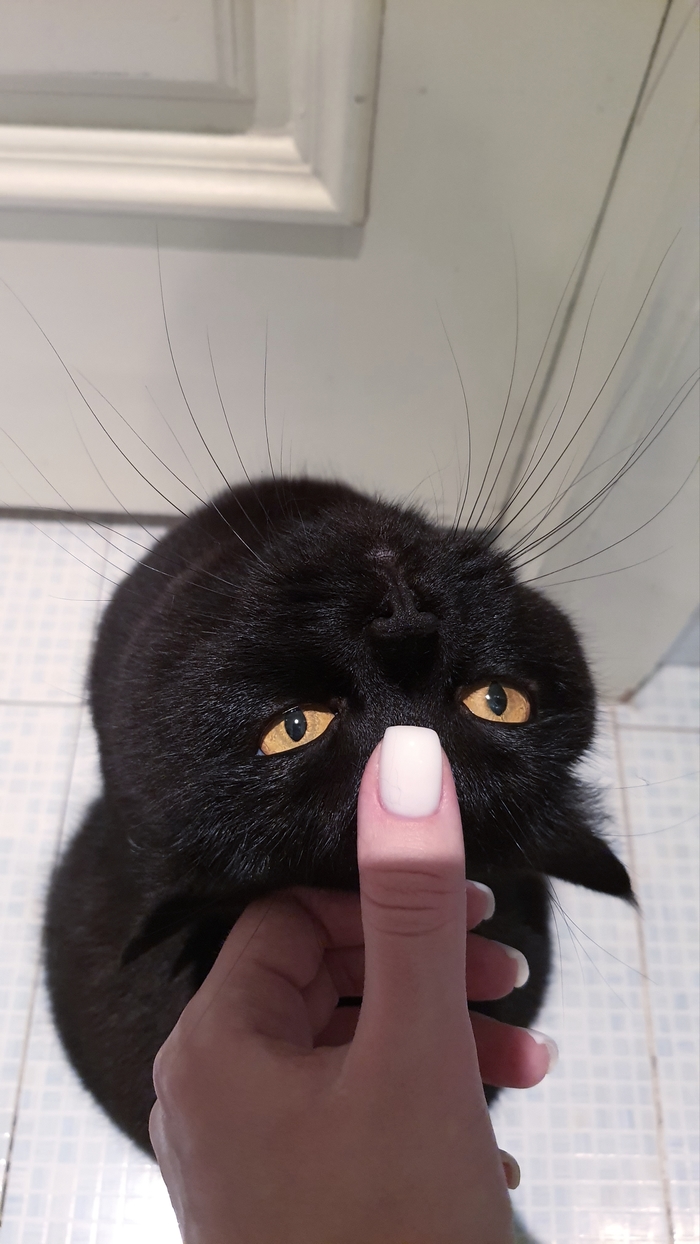 Комнатный симба ) Кот, Британский кот, Черный кот