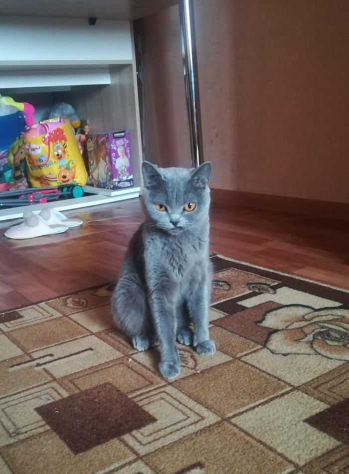 Тот момент,когда даже кошке ты противен