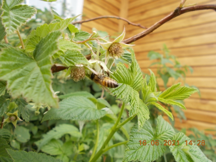 Малина, рождение, 2021 год