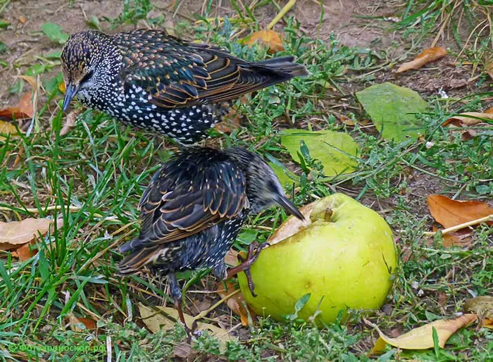 муж сделал чучело на даче сосед неделю здоровался картинки. Смотреть фото муж сделал чучело на даче сосед неделю здоровался картинки. Смотреть картинку муж сделал чучело на даче сосед неделю здоровался картинки. Картинка про муж сделал чучело на даче сосед неделю здоровался картинки. Фото муж сделал чучело на даче сосед неделю здоровался картинки муж сделал чучело на даче сосед неделю здоровался картинки. Смотреть фото муж сделал чучело на даче сосед неделю здоровался картинки. Смотреть картинку муж сделал чучело на даче сосед неделю здоровался картинки. Картинка про муж сделал чучело на даче сосед неделю здоровался картинки. Фото муж сделал чучело на даче сосед неделю здоровался картинки