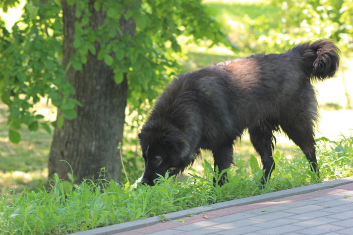 Canon 550d,обьектив canon 75-300 | Пикабу