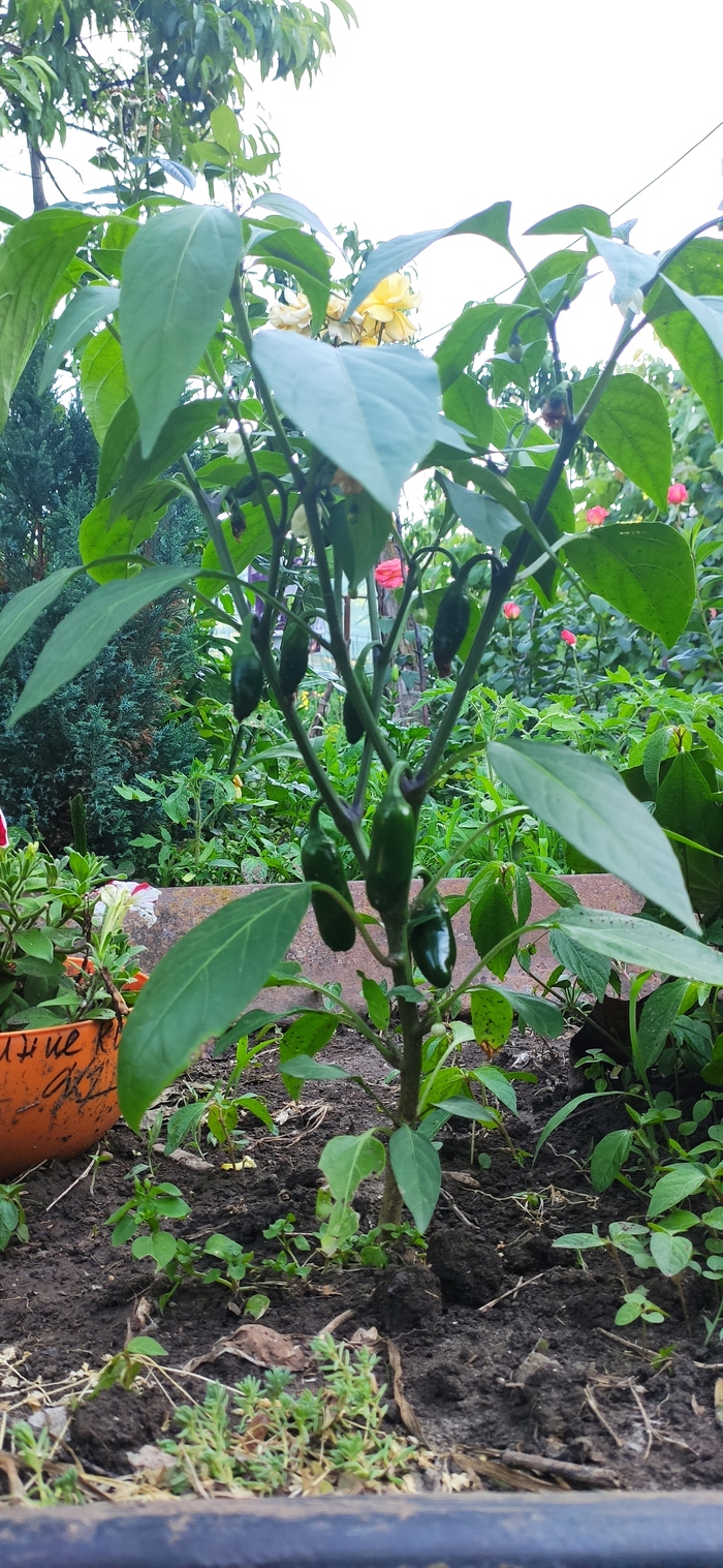 И снова Халапешка на даче