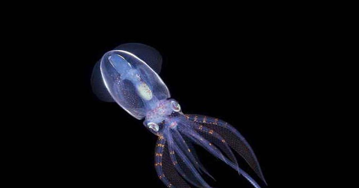 Биолюминесценция светлячков. Кальмар magnapinna. Антарктический гигантский кальмар. Ips squid. Биолюминесценция кальмар.