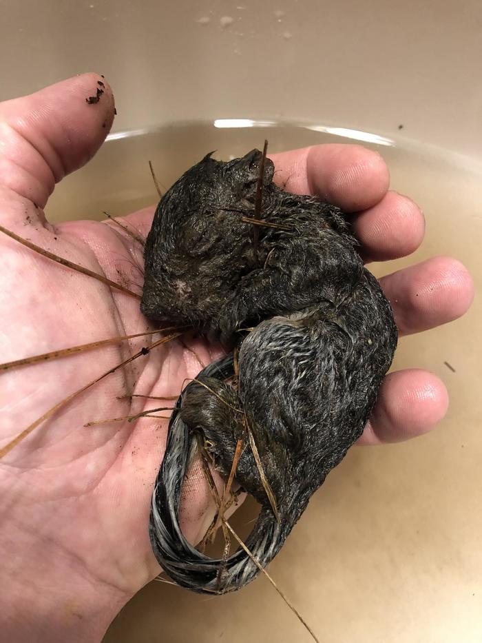 как мы спасли белку. Смотреть фото как мы спасли белку. Смотреть картинку как мы спасли белку. Картинка про как мы спасли белку. Фото как мы спасли белку как мы спасли белку. Смотреть фото как мы спасли белку. Смотреть картинку как мы спасли белку. Картинка про как мы спасли белку. Фото как мы спасли белку