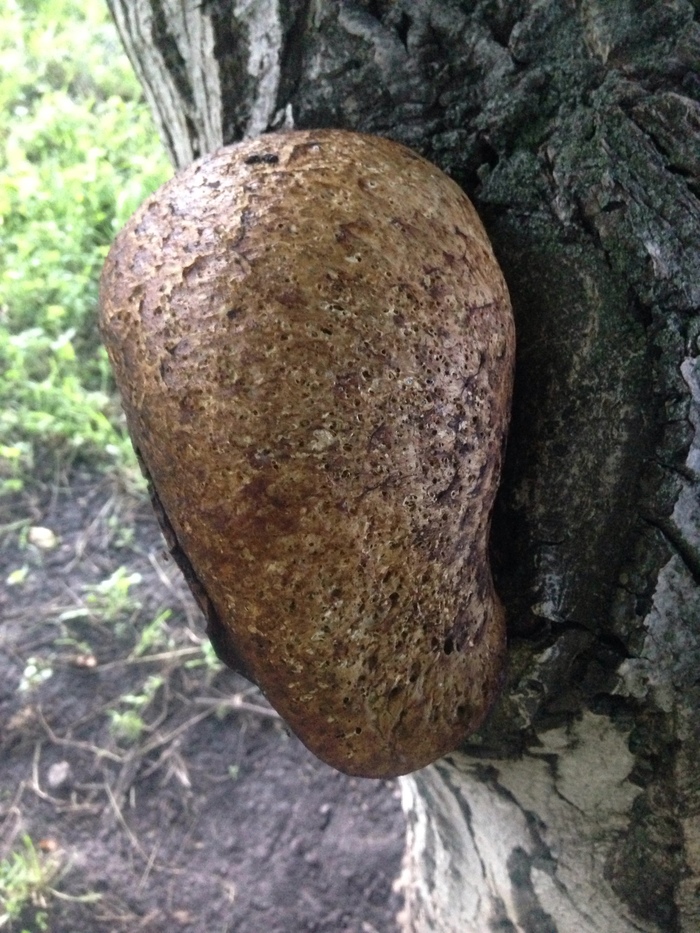 ������� ��������