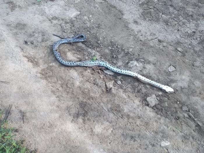 Помощь с опознанием змеи