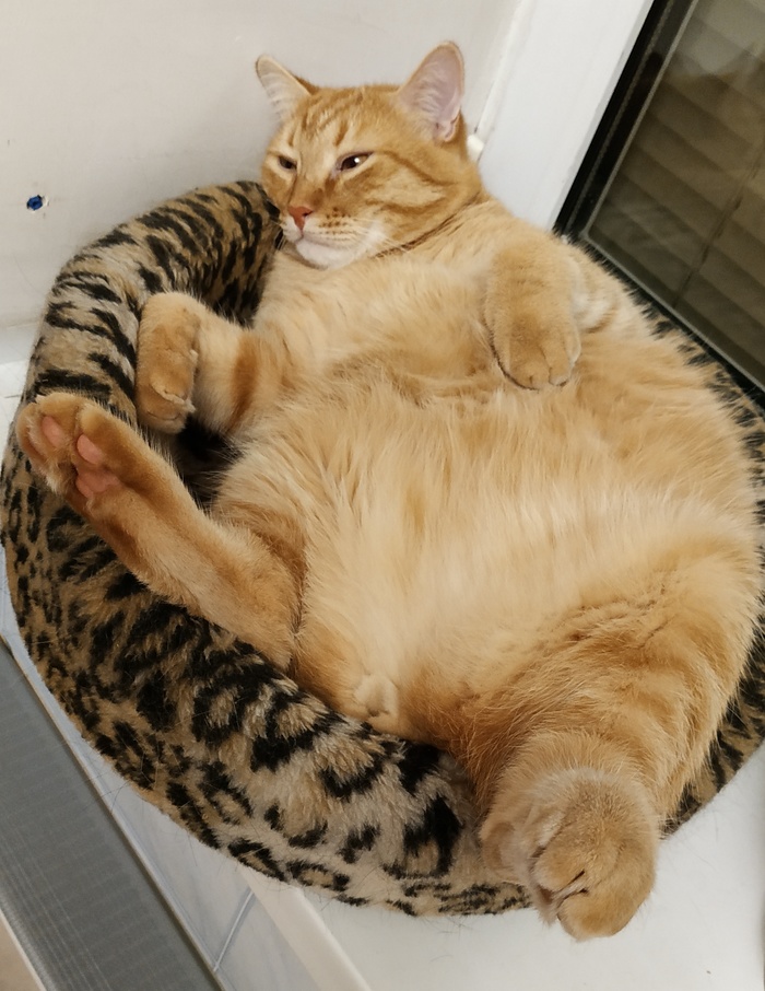 НЕ кати на кота, если не видел его целиком,