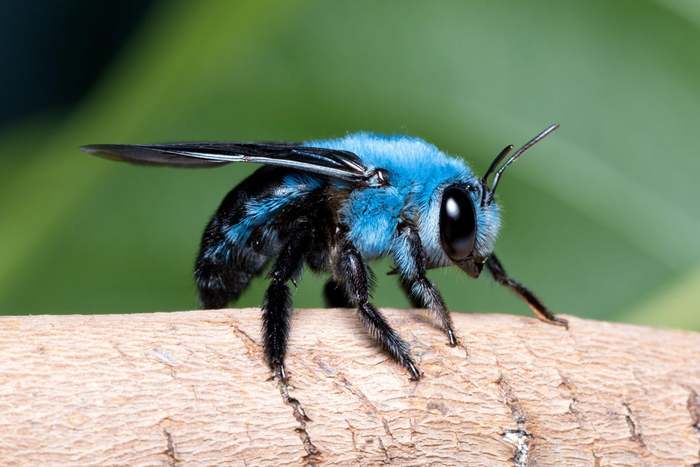 Синяя садовая пчела (Osmia lignaria)