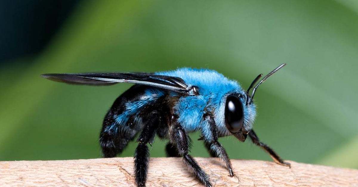 Blue bee. Шмель-плотник фиолетовый( Xylocopa violacea ). Пчела-плотник Xylocopa caerulea. Xylocopa caerulea - пчела. Xylocopa caerulea голубая пчела.