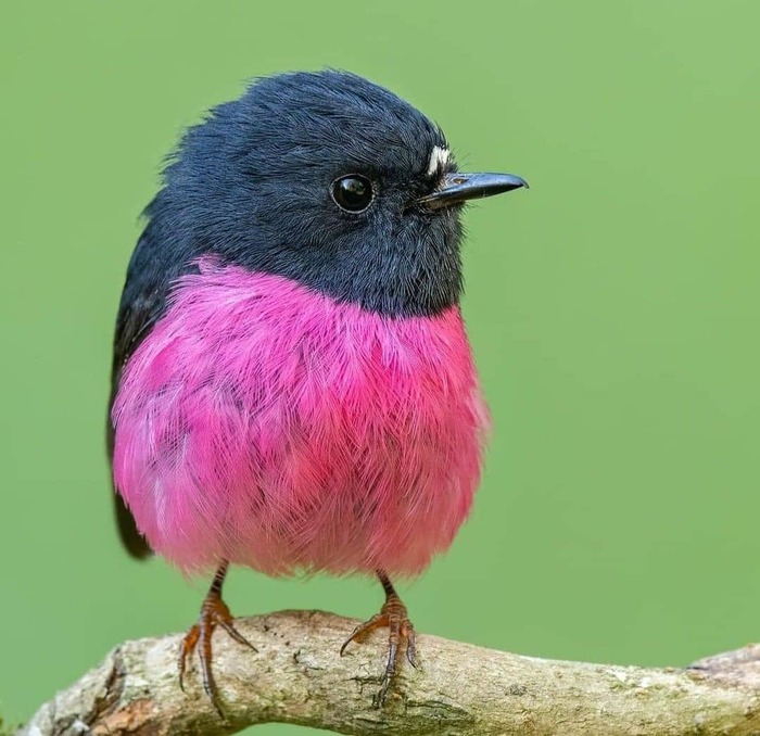 Angry bird  , , , 