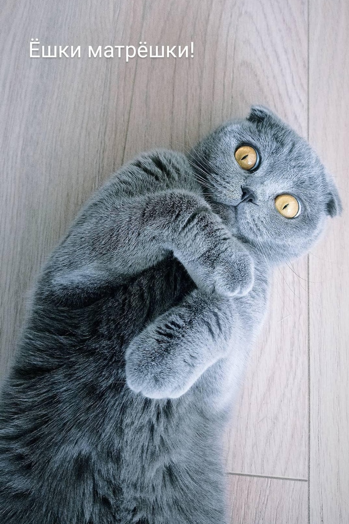 Как разшокировать кошку?)