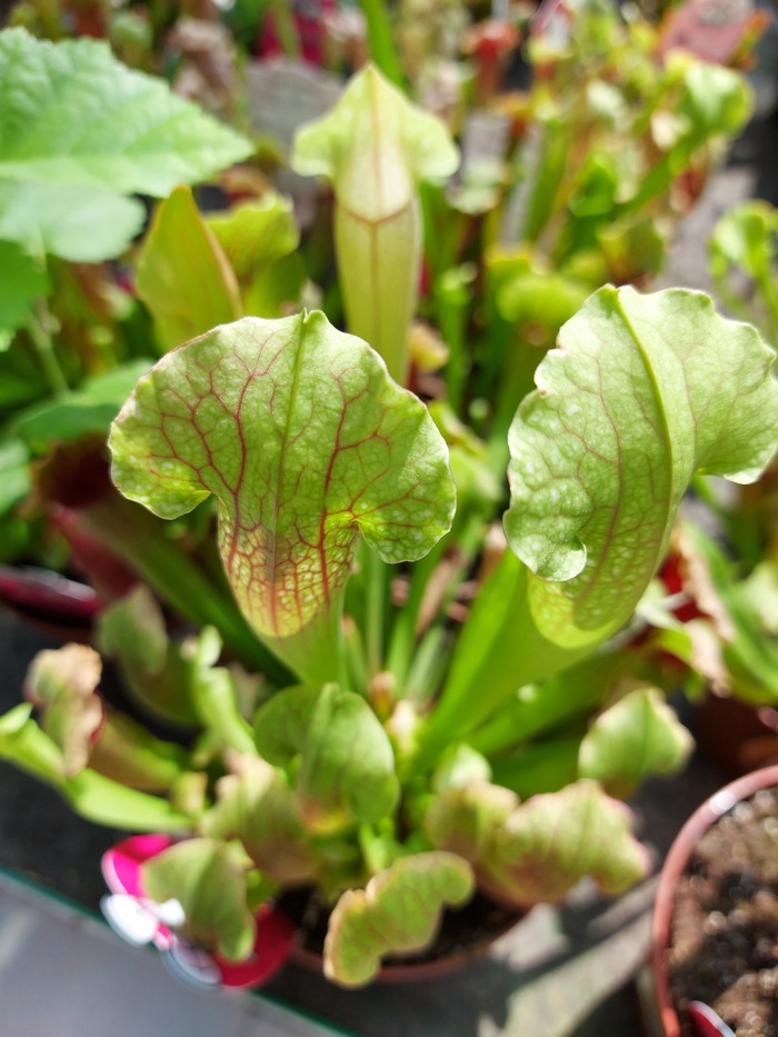 Про комаров