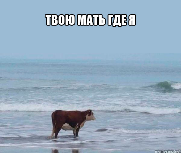 Приехала, блин