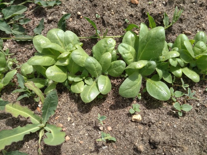 От семян до сигареты. Часть 2. Посевная