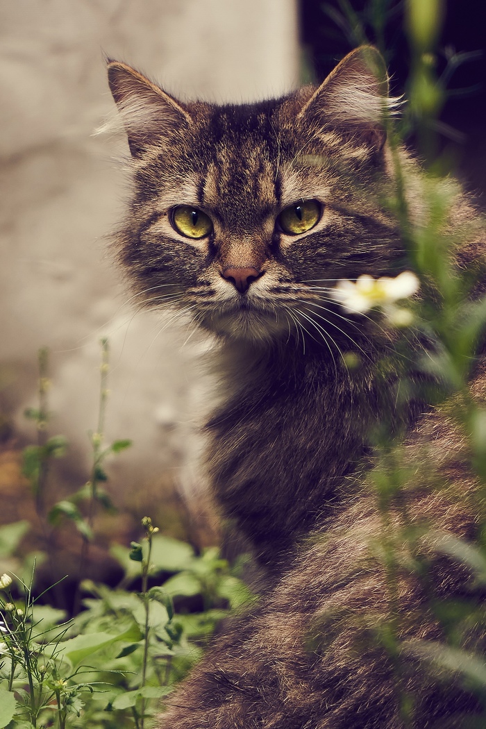 ������� �������