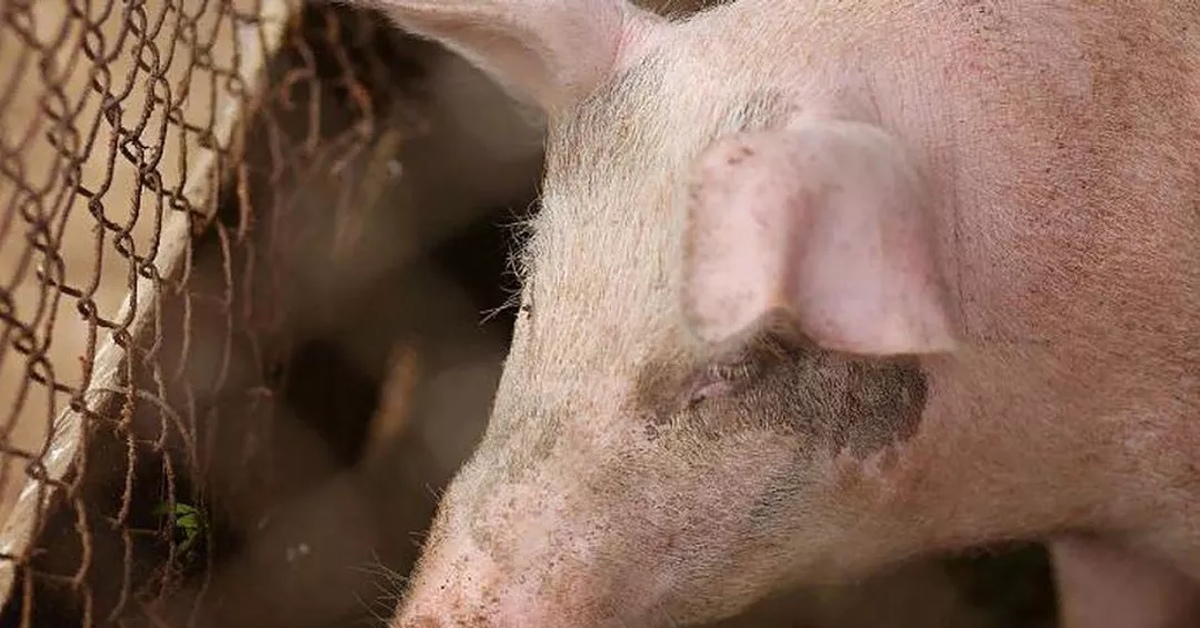 карантин по африканской чуме свиней сняли в одном из районов приморья. две свиньи. чума свиней приморский край. чума свиней приморский край. африканская чума свиней в калуге.