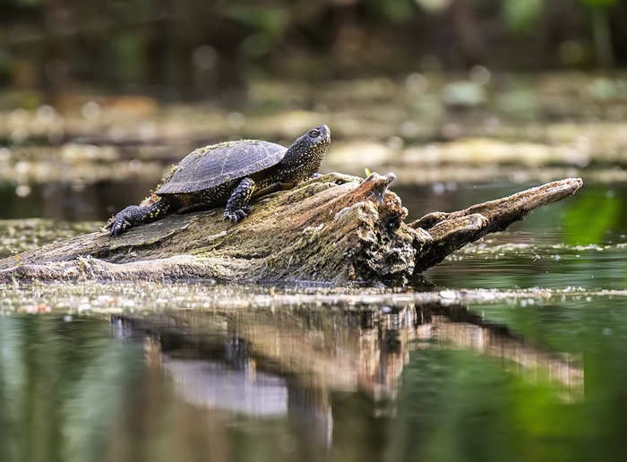 Греется на солнышке