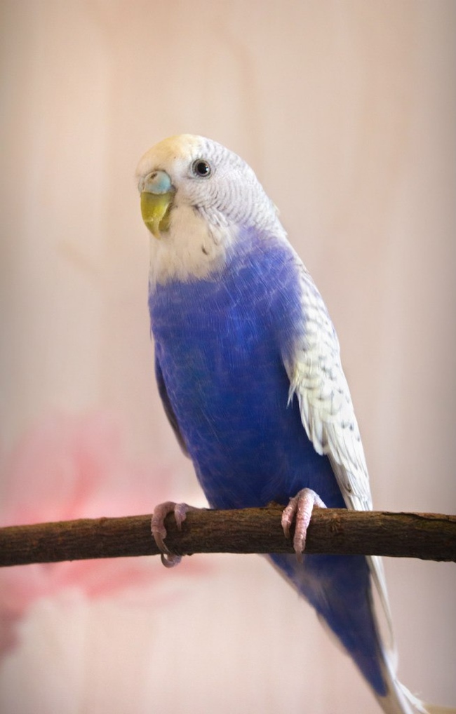 Любовь к птичкам