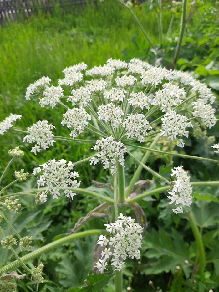 Борщевик и его друзья