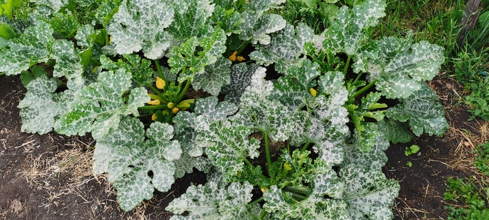 УРОЖАЙНЫЙ КАБАЧОК ИЗ СВОИХ СЕМЯН