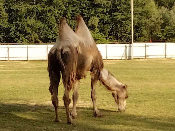 Заметка о пляже на базе отдыха «Троицкое» Клязьминского водохранилища Пляж, Подмосковье, Длиннопост