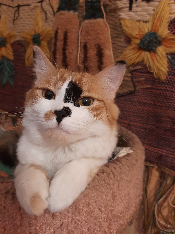 Упала моя коша