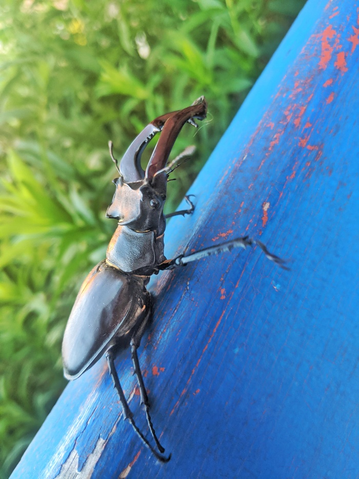 Краснокнижный жук-олень