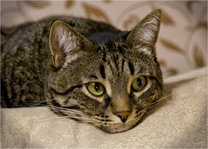  , Canon 5D