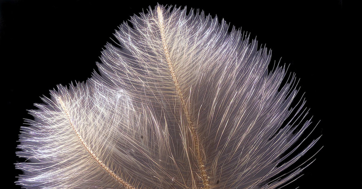 Самец комара | Пикабу