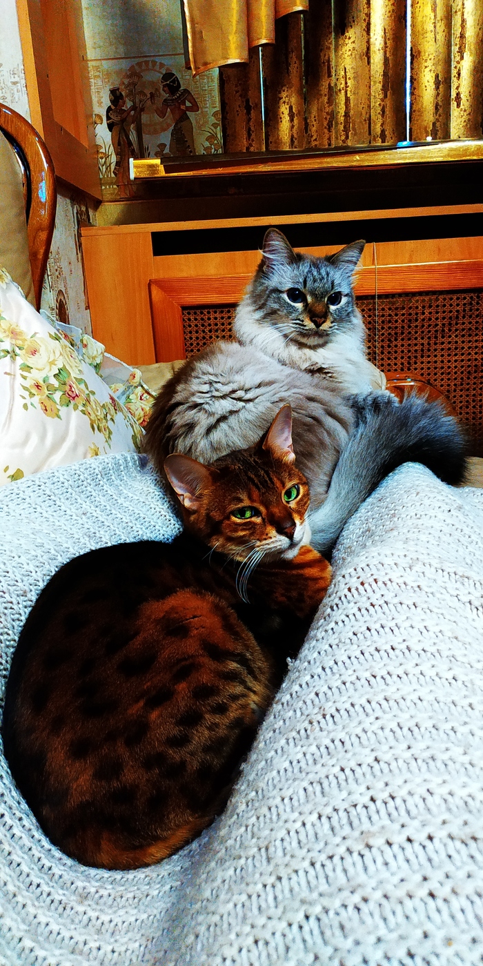 ��� ����� ��������