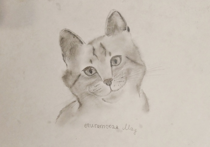 Рисунок. Египетская Мау