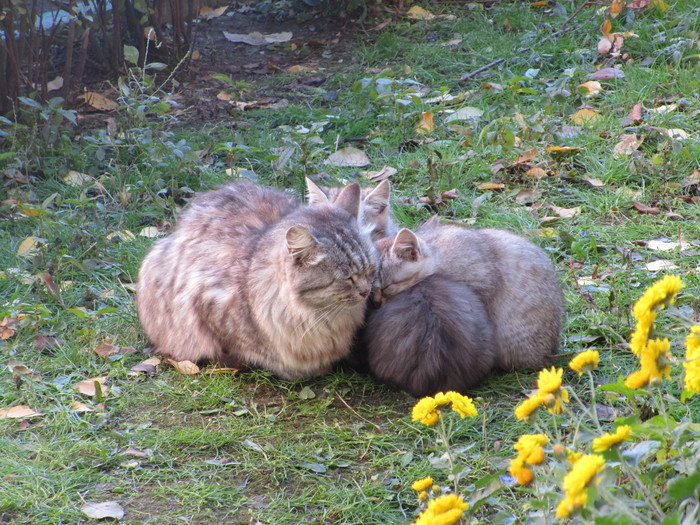 ������ ���